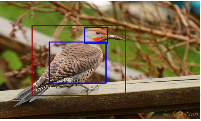 rcnn_bird_object_detection.jpg
